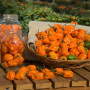 Chili - Gelbe Habanero