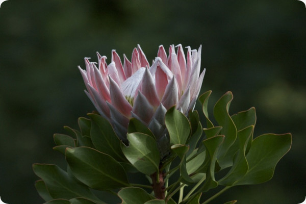 King protea