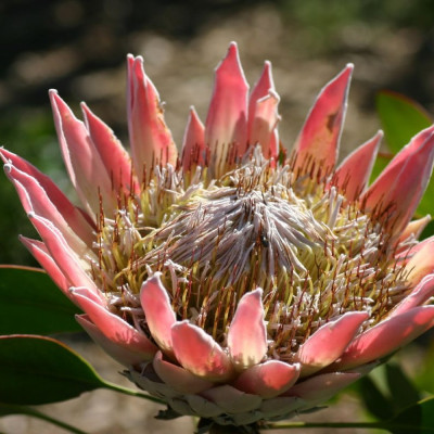 King protea
