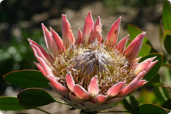 King protea