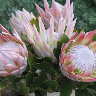 King protea