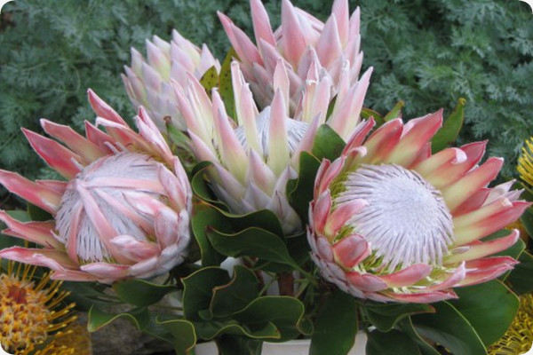 King protea