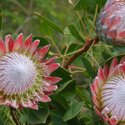 King protea