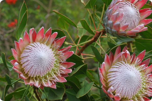King protea