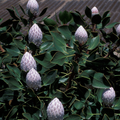 King protea