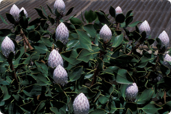 King protea