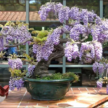 Bonsai - African Wisteria
