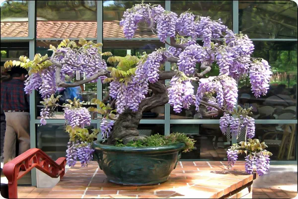 Bonsai - African Wisteria