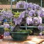 Bonsai - Afrikanischer Blauregen