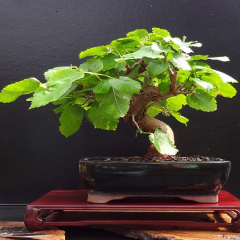 Bonsai - White Mulberry Tree