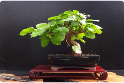 Bonsai - Weißer Maulbeerbaum