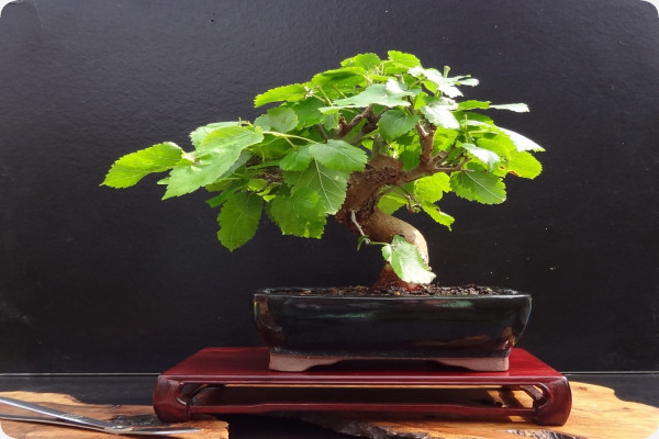 Bonsai - Weißer Maulbeerbaum