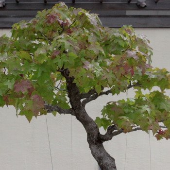 Bonsai - American Sweetgum