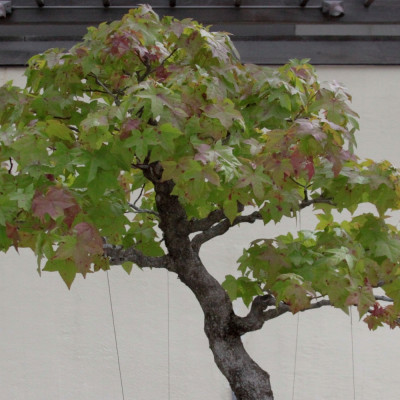 Bonsai - Amerikanischer Amberbaum
