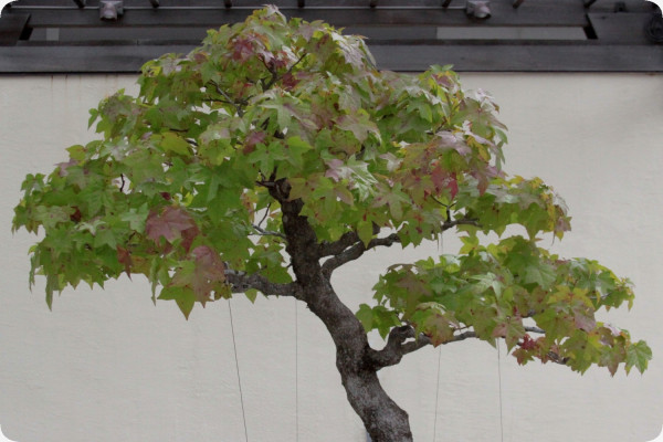 Bonsai - Amerikanischer Amberbaum