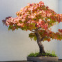 Bonsai - Amerikanischer Amberbaum