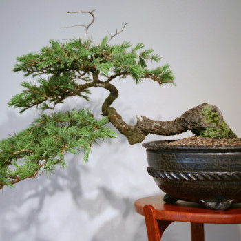 Bonsai - Himalayan Cedar