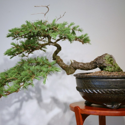 Growing kit - Far Eastern bonsai treasures