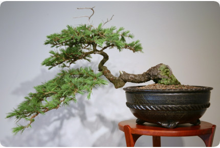 Bonsai - Himalaya Zeder