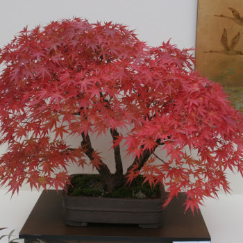 Bonsai - Red Maple