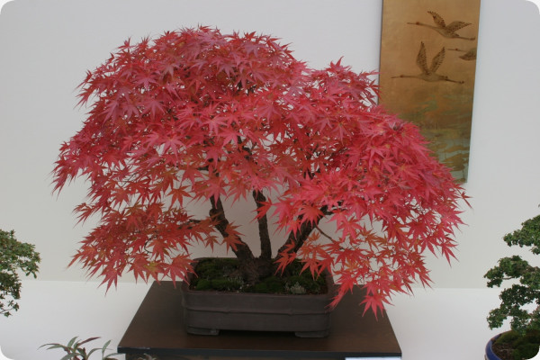 Bonsai - Rotahorn