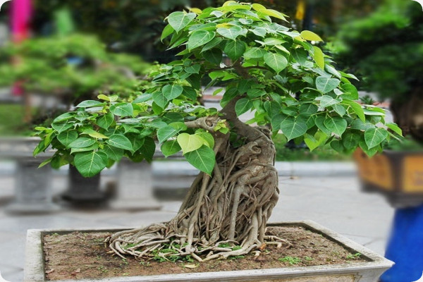 Bonsai - Buddha fig / Bodhi tree