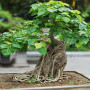 Bonsai - Buddha-Feige / Bodhi-Baum