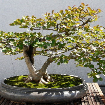 Bonsai - True Myrtle / Bridal Myrtle