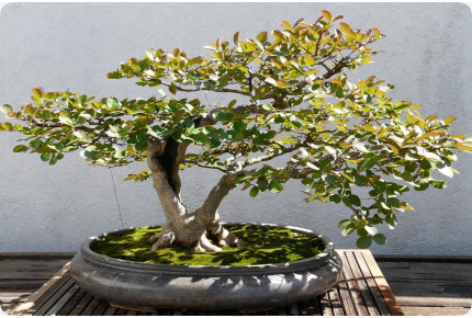 Bonsai - Echte Myrte / Brautmyrte