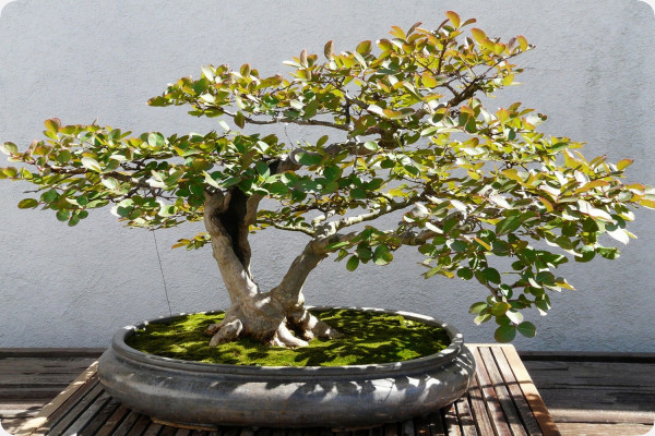 Bonsai - Echte Myrte / Brautmyrte