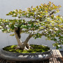 Bonsai - Echte Myrte / Brautmyrte