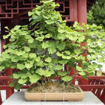 Bonsai - Ginkgo