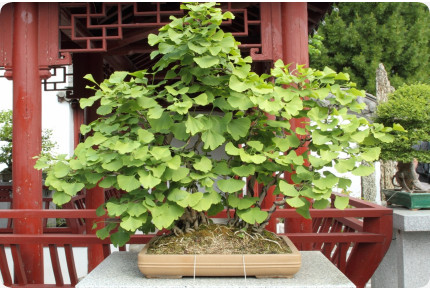 Bonsai - Ginkgo