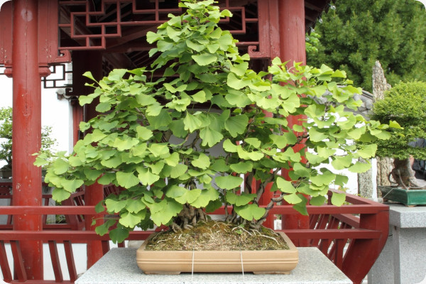 Bonsai - Ginkgo