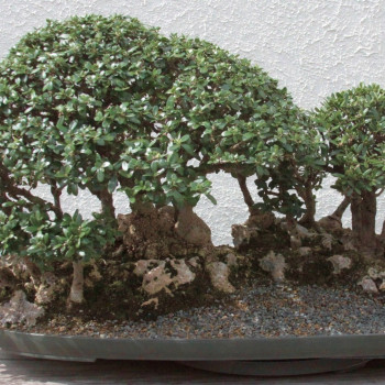 Bonsai - Olive tree