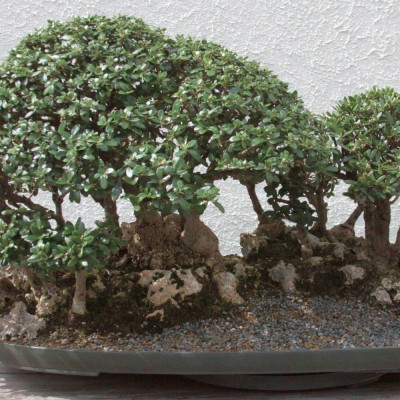 Bonsai - Olive tree