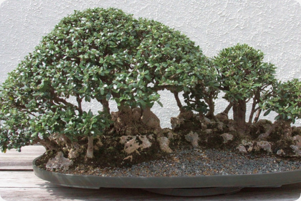 Bonsai - Olive tree