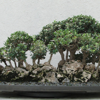 Bonsai - Olive tree