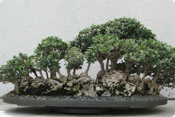 Bonsai - Olive tree