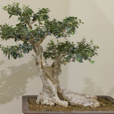 Bonsai - Olive tree
