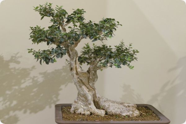 Bonsai - Olive tree