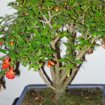 Bonsai - Dwarf Pomegranate