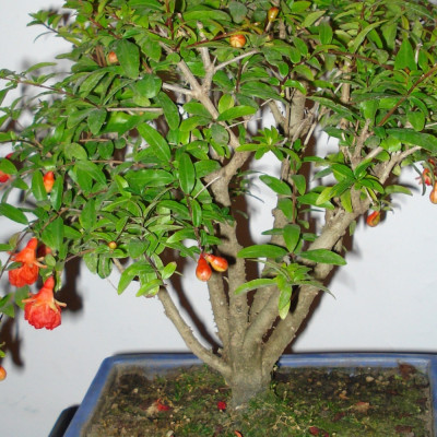 Bonsai - Dwarf Pomegranate