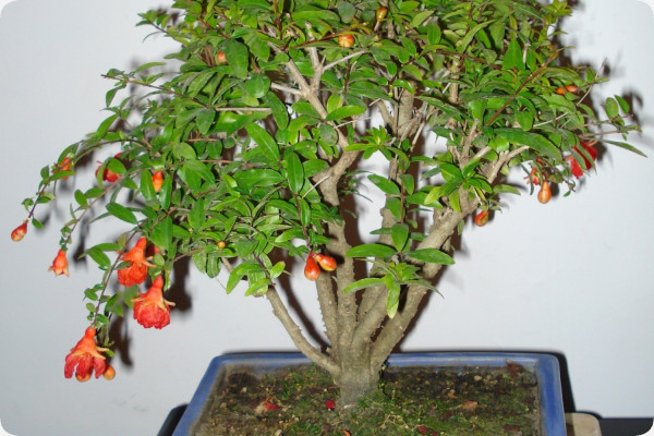 Bonsai - Dwarf Pomegranate