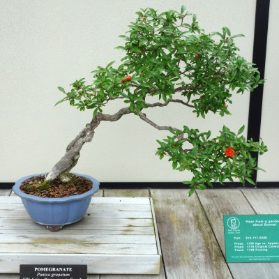 Bonsai - Dwarf Pomegranate