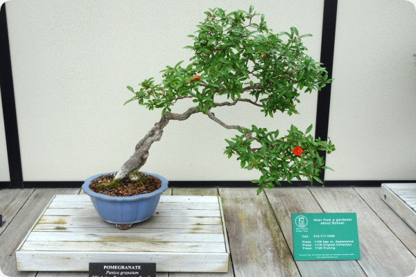 Bonsai - Dwarf Pomegranate