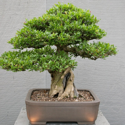 Bonsai - Dwarf Pomegranate
