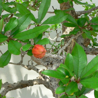 Bonsai - Dwarf Pomegranate