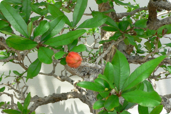 Bonsai - Dwarf Pomegranate