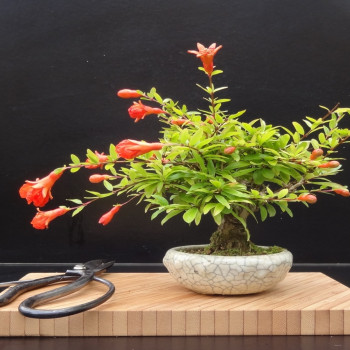 Bonsai - Dwarf Pomegranate